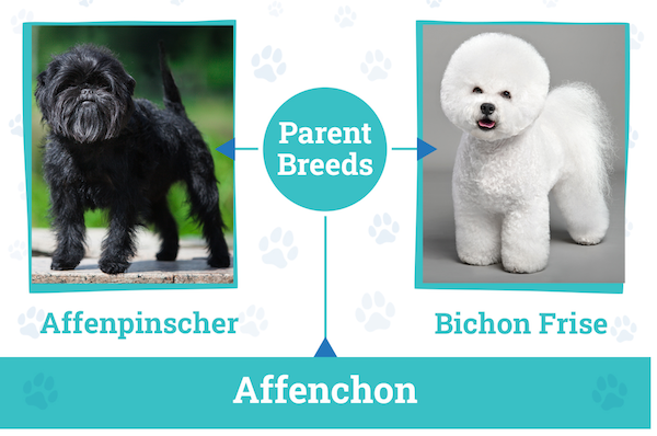 Affenchon Dog Breed